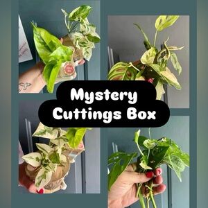Mystery plant cuttings box